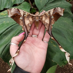 Copiopteryx