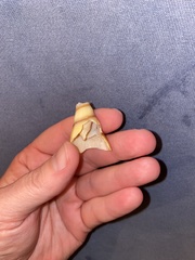 Semisulcospiridae