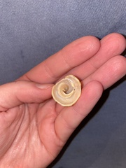 Semisulcospiridae