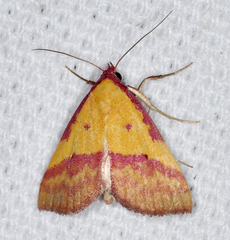 Phytometra rhodarialis