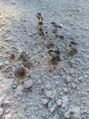 Coprinellus arenicola