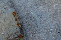 Valenciennea muralis