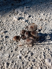 Coprinellus arenicola