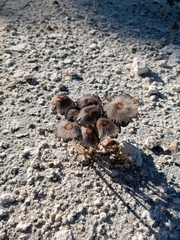 Coprinellus arenicola