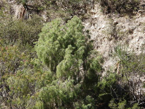 Pince's pinyon pine (Pinus pinceana)