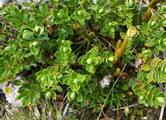 Veronica cockayneana