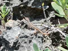 Leiocephalus personatus