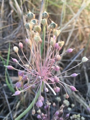 Allium daninianum