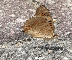 Junonia orithya
