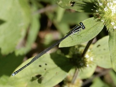 Aciagrion approximans