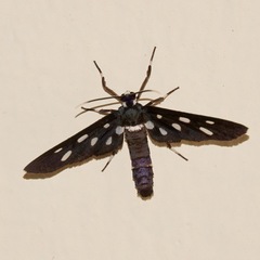 Amata stellaris