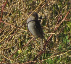 Passer domesticus