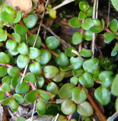Epilobium brunnescens