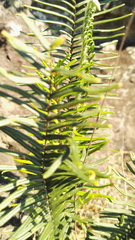 Pellaea pectiniformis