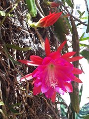 Disocactus ackermannii