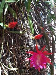 Disocactus ackermannii