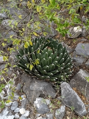 Agave victoriae-reginae