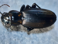 Zeopoecilus
