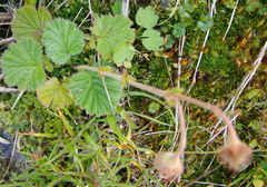 Geum cockaynei