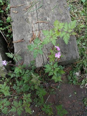 Geranium robertianum