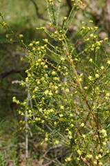 Pimelea flava flava