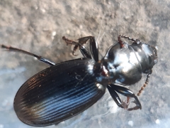 Mecodema fulgidum