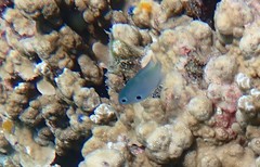 Pomacentrus alexanderae