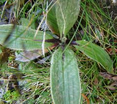 Celmisia verbascifolia