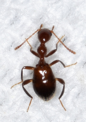 Acanthinus argentinus