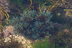 Ericaria selaginoides