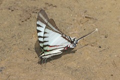 Neographium agesilaus