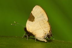 Calycopis wolfii