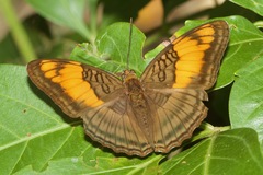 Adelpha mesentina