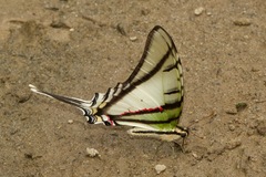 Protesilaus telesilaus