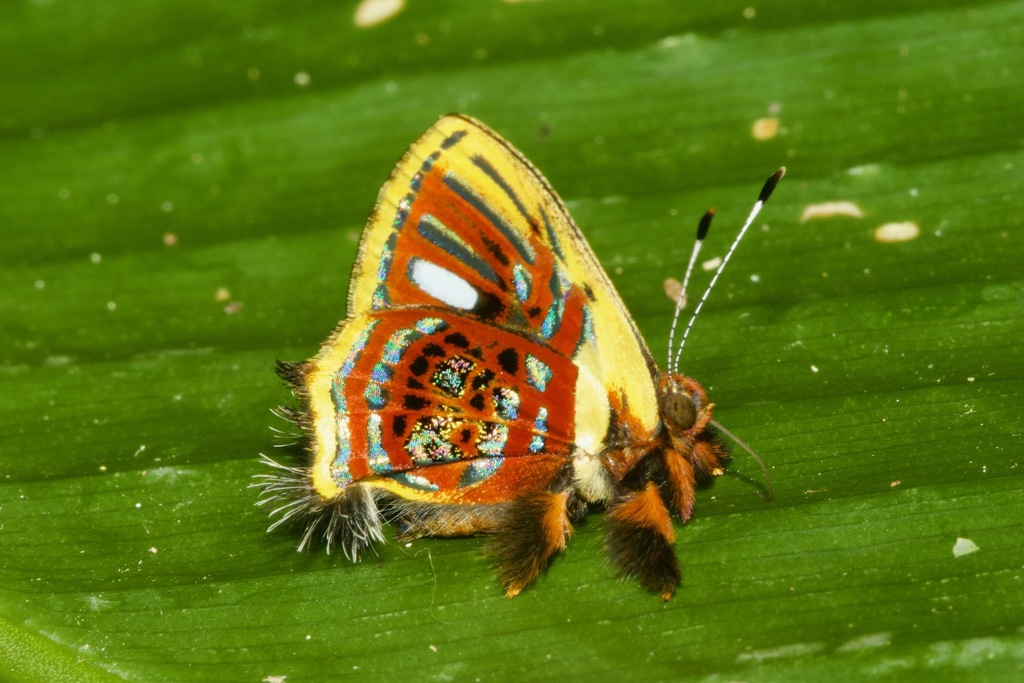 Anteros aerosus from Tambopata, Peru on November 5, 2021 at 08:42 AM by ...