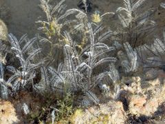 Macrorhynchia philippina