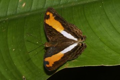 Adelpha cocala cocala