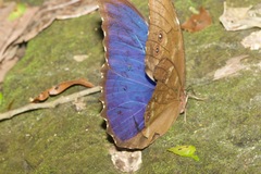 Morpho menelaus