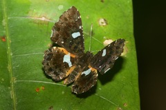 Calydna sturnula
