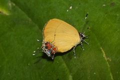 Calycopis trebula