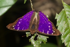 Doxocopa agathina agathina