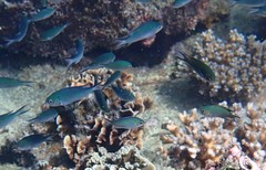 Neopomacentrus anabatoides