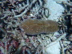 Ctenactis echinata