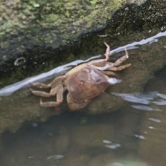 Parathelphusa convexa