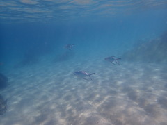 Trachinotus baillonii