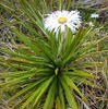 Petrie's Mountain Daisy - Photo (c) Lisa Bennett, some rights reserved (CC BY), uploaded by Lisa Bennett