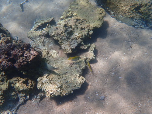 Doublebar Rabbitfish (Siganus virgatus)