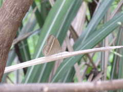 Mycalesis gotama nanda