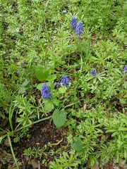 Muscari