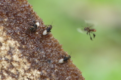 Homotrigona apicalis